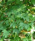 bosco_appennino.jpg bosco_appennino.jpg