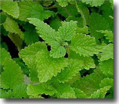 fig8_officinali.jpg