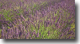 lavanda.jpg