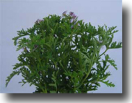 officinali.jpg