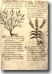 omeopatia.jpg