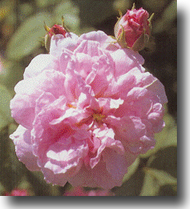 rosa.jpg