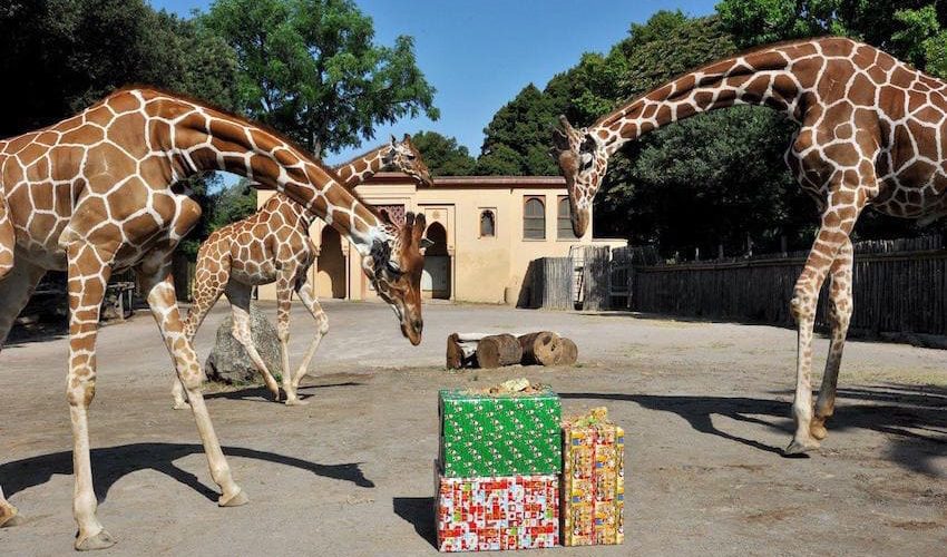 Laboratori e attività di Natale